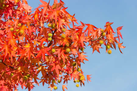 Branch of American sweetgum tree, also known as star-leaved gum or alligator wood with red autumn...