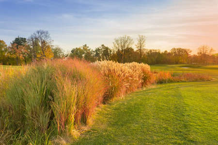 Thickets of the tall gossamer grass, pampas grass and other ornamental reeds among the lawn in park...