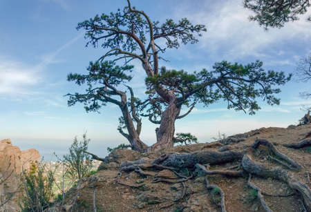 Single old tree of pine with twisted trunk, branches and roots on a steep rock against the sky and seaの写真素材