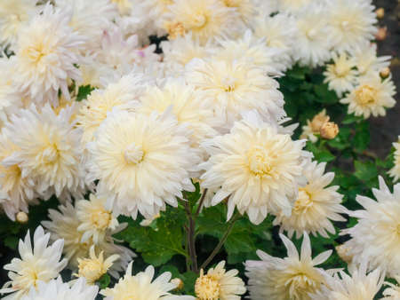 Fragment of the flower bed with blossoming white chrysanthemums in autumn cloudy day, close-up in selective focusの写真素材