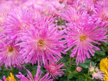 Fragment of the flower bed with blossoming pink chrysanthemums in autumn cloudy day, close-up in selective focusの写真素材