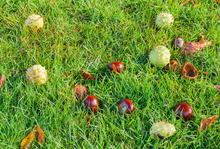Several ripe brown fruits of horse chestnut and conkers in their green prickly shell among of the grass on a lawn
の写真素材