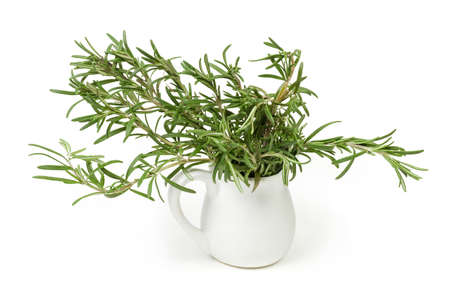 Twigs of fresh rosemary with leaves in small white ceramic jug on a white backgroundの写真素材