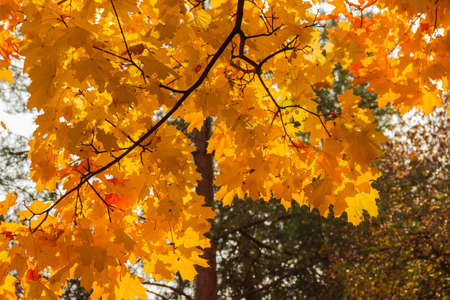 Branch of maple hanging down with autumn bright leaves on a blurred background of other trees in...