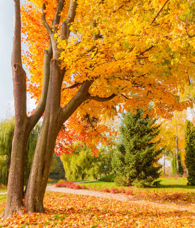 Trunks and lower branches with bright autumn leaves of two old maples growing from one place in...