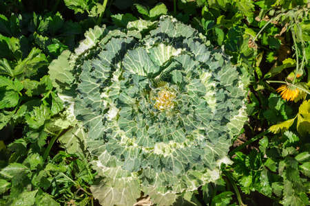 Green with white decorative cabbage growing in garden among the other plants, top view