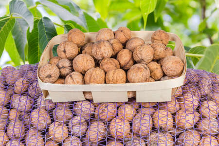 Small wooden basket with ripe whole walnuts stands on large plastic mesh bag on a blurred background of walnut treeの写真素材