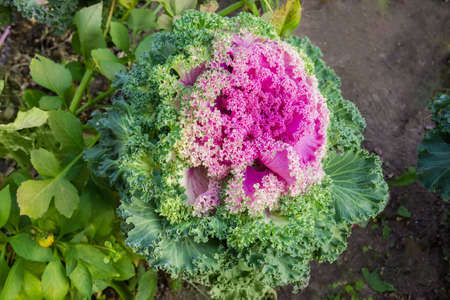 Pink and green decorative cabbage growing in garden, close-up in selective focus