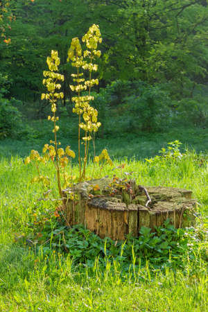Young shoots of maple with fresh spring leaves growing from an old stump among the glade with grassの写真素材