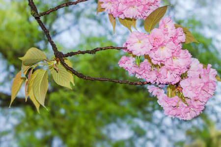 Branch of cherry blossom with delicate pink flowers and young leaves in selective focus on a blurred...