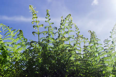 Top of thickets of the fern against the sky close-up in selective focus, fragment, background