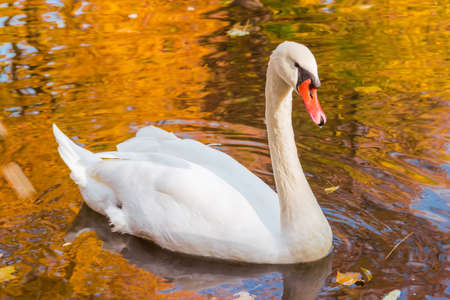 White swan floating on the pond with a reflection of golden fall foliage
の写真素材