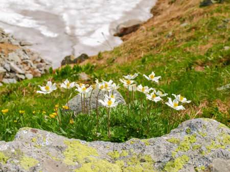 Bush of Pulsatilla alpina or alpine anemone with white flowers among the grass and stones against...