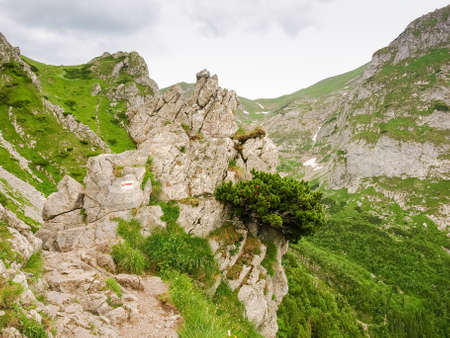 Marked tourist trail laid among rocky ledges, bush of mountain creeping pine growing on rock beside to herの写真素材