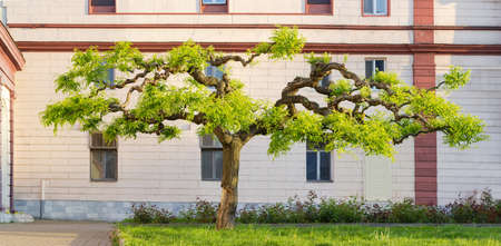 Sophora japonica tree with artificially formed branches of a decorative form and young spring leaves...