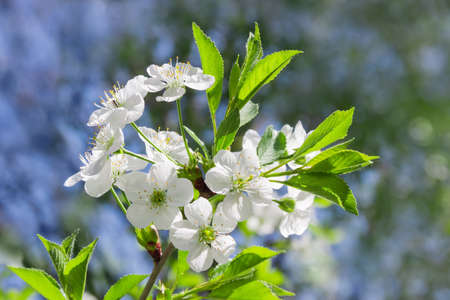 Branch of the flowering cherry tree on a blurred background close-up in selective focus
