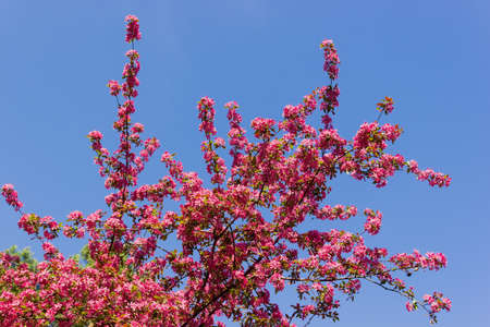Branches on the top of flowering paradise apple tree on a background of clear sky
の写真素材