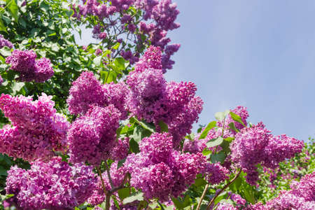 Branches of the flowering purple lilac bushes against of the sky, close-up in selective focus 
の写真素材