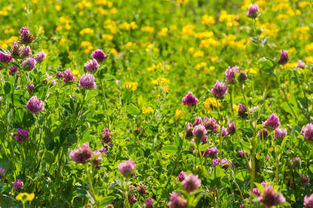 Flowering red clover on the blurred background of yellow flowers and other grass, close-up at selective focus, backgroundの写真素材