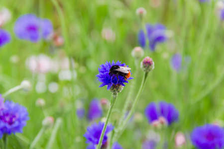 Flower of cornflower and bumblebee sitting on it on a blurred background, close-up in selective focus
の写真素材