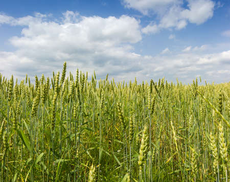 Unripe wheat on field against the sky with clouds close-up