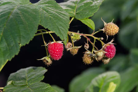 Ripe and unripe berries of red raspberry on the branch close-up 