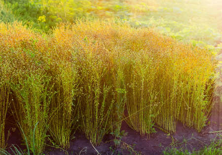 Small planting of flax with stems and unripe seed capsules at sunsetの写真素材
