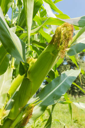 Ripening young corn ear with silk on stalk on the plantation close-up
の写真素材