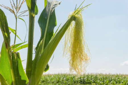 Ripening corn ear with inflorescence of young corn silk on the on the plantation against the skyの写真素材