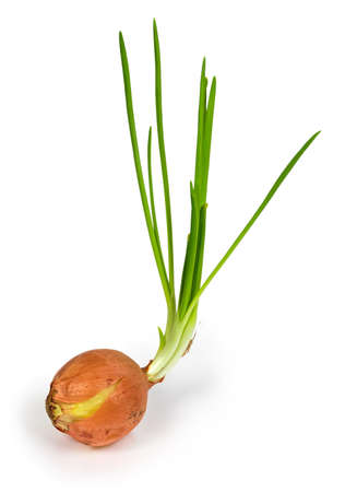 Sprouted last year's onion bulb with long green young shoots on a white backgroundの写真素材