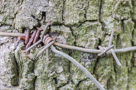 Old barbed wire attached to the tree trunk with rusted nails and grown into the bark, fragment...