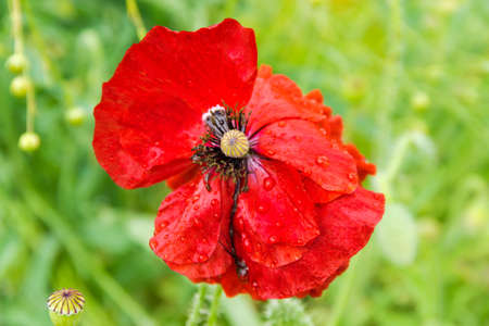 Red flower of the ornamental poppy with water drops after rain in garden on a blurred background, close-up の写真素材