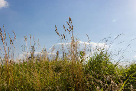 Wild growing high dry grass with ears and other motley grass on the glade against the sky in summer,...