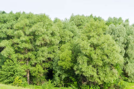 Fragment of the edge of dense forest of the old willows in summer, background of the branches and...