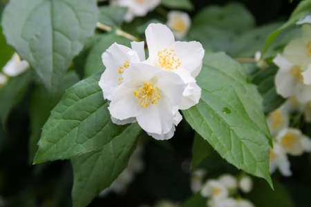 Flowers of the white jasmine on branch on a blurred background of the rest of the bush, close-up in selective focusの写真素材