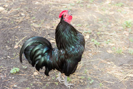 Crowing rooster with black feathers on the farm yardの写真素材