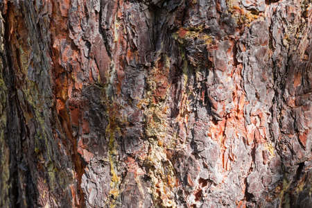 Trunk of the old pine with cracked bark and drips of the hardened pine resin close-up in selective...