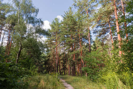 Old birch and pines around the glade with a footpath in mixed coniferous and deciduous forest at...
