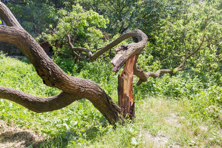 Twisted knotted trunk of the broken fallen old apricot tree splitted after stormの写真素材