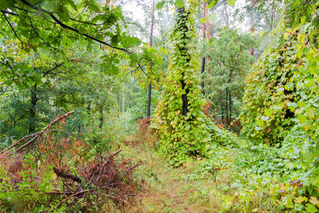 Fragment of the mixed deciduous and coniferous forest with with trees overgrown with twisted...