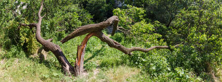 Old apricot tree with splitted broken trunk and branches lying on the ground, panoramic view