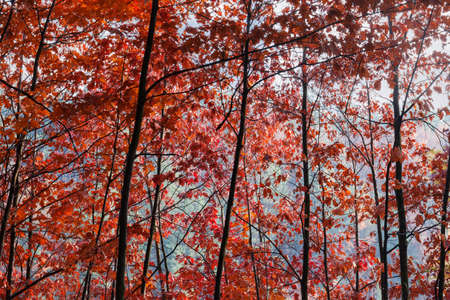 Background of the branches and trunks of the young red oaks with autumn leaves in forestの写真素材