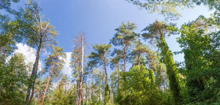 Trunks and crowns of trees in coniferous and deciduous forest against the sky, panoramic bottom-up...