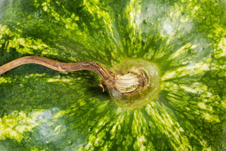Withered tail of watermelon with striped green peel, fragment close-upの写真素材