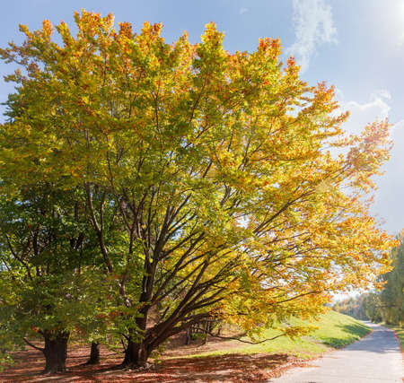 Old branchy spreading beech tree with several trunks and bright autumn leaves in park against the sky in backlightの写真素材