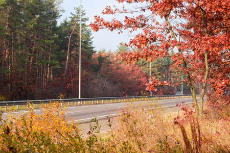 Straight section of the motorway with traffic barriers, lampposts and forest on both sides at autumn, view from forest besideの写真素材