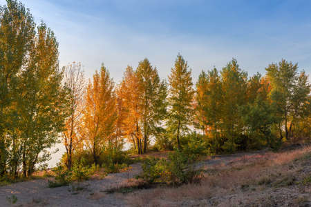 Poplars with autumn leaves  groving on the sandy shore of the wide river at sunriseの写真素材