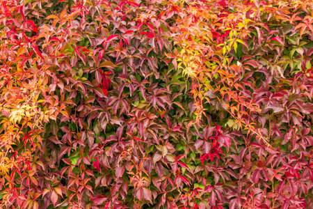 Thickets of maiden grapes with bright multicolored autumn leaves, fragment of hedge, background