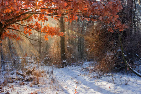 Section of winter forest with oak branches on a foreground in backlit sunlight, sun beams penetrate between snow covered tree branchesの写真素材