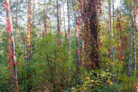 Section of the forest with trees trunks entwined with climbing plants in autumnの写真素材